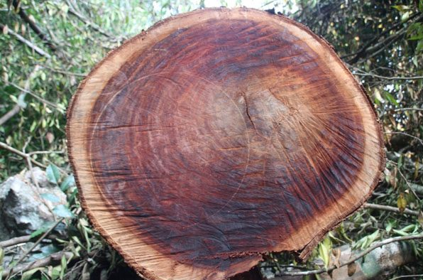 Handcrafted 34x5cm Excentrodendron Tonkinense  (Nghiến-IronWood) Cutting Board Authentic, No Sawdust for slicing, chopping chicken, duck, and bones