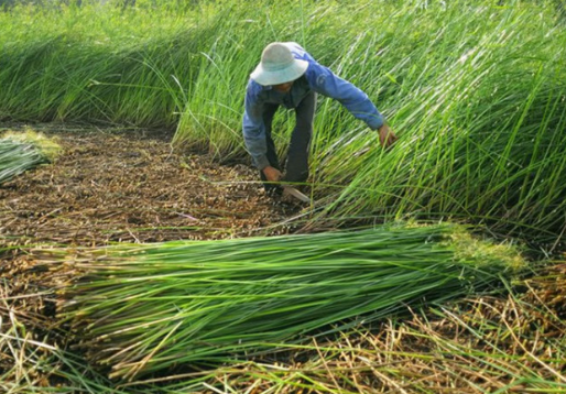 Seagrass Carpet D120cm Handcrafted by Skilled Artisans in Kim Son, Ninh Binh, Vietnam